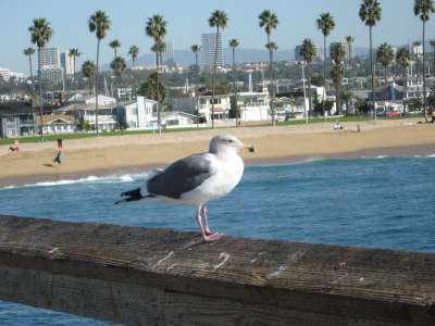 Seagull